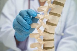 Profissional de saúde segurando modelo anatômico da coluna vertebral.